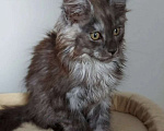 Кошки в Павловском Посаде: Мейн-кун мальчик 2 месяца Мальчик, 37 000 руб. - фото 4