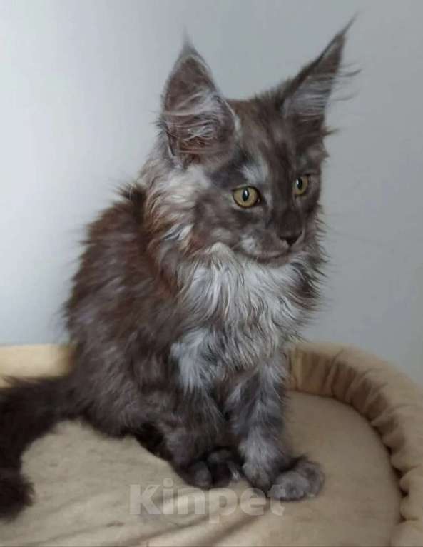 Кошки в Павловском Посаде: Мейн-кун мальчик 2 месяца Мальчик, 37 000 руб. - фото 4