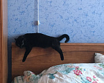 Кошки в Москве: Кошка Пуша  Девочка, 10 руб. - фото 3