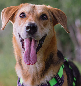 Рэм ищет дом