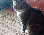 Кошки в Новосибирске: Умный кот скучает по хозяину Мальчик, Бесплатно - фото 1