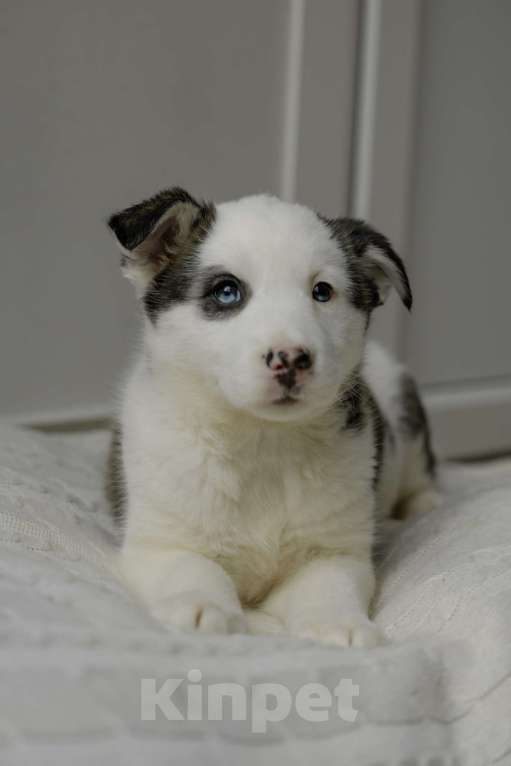 Собаки в Москве: Щенок с голубыми глазами в добрые руки Девочка, Бесплатно - фото 6
