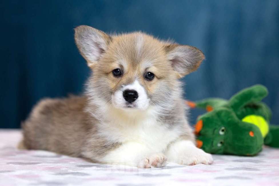 Собаки в других городах Московской области: Щенки пемброка из питомника РКФ Разнополые, Бесплатно - фото 2