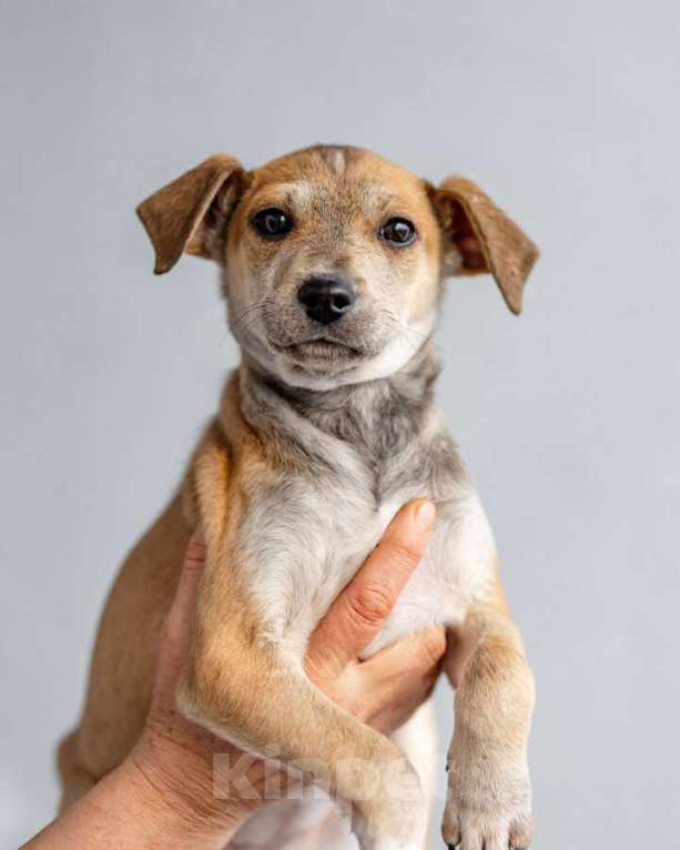 Собаки в Москве: Четверо чудесных щенков ищут дом. Девочка, Бесплатно - фото 7