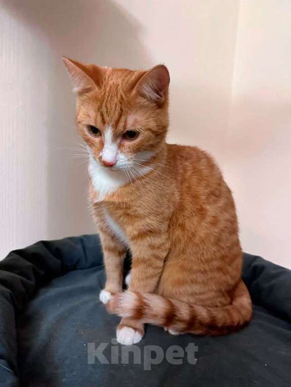 Кошки в Москве: Маленькая дачная сирота ищет дом и человека Девочка, 10 руб. - фото 3