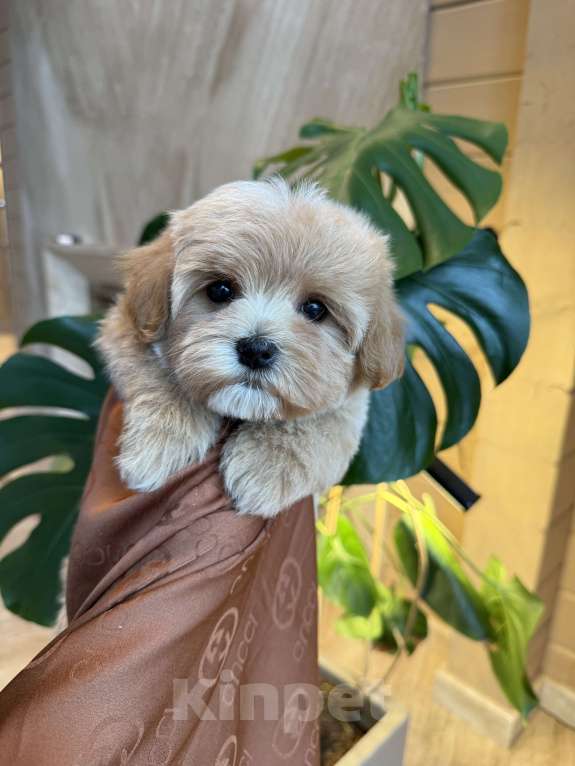 Собаки в других городах Московской области: Мальтипу мини f 1 Мальчик, 200 000 руб. - фото 9