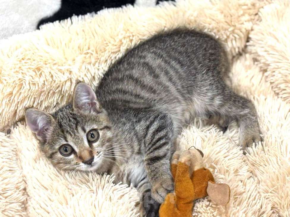 Кошки в Москве: Малыш Микки. Котенок в добрые руки. Мальчик, Бесплатно - фото 2