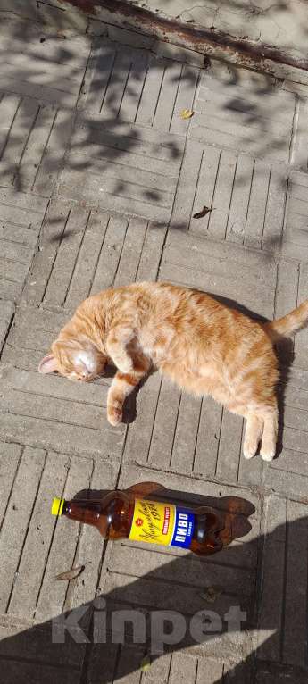 Кошки в Хадыженске: Барсик Мальчик, Бесплатно - фото 2