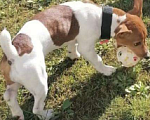 Собаки в Реутове: Ланочка в добрые руки Девочка, Бесплатно - фото 2