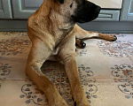 Собаки в Одинцово: Ищет дом метис бурбуля Девочка, Бесплатно - фото 2