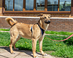 Собаки в Красногорске: Алания (Ланя) ждёт свою семью!  Девочка, 7 руб. - фото 3