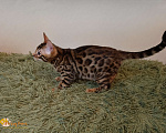 Кошки в Москве: Бенгальский котенок Мальчик, 25 000 руб. - фото 3