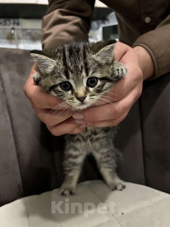 Кошки в других городах Калужской области: Шотландский прямоухий котенок Девочка, Бесплатно - фото 2