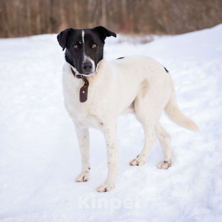 Собаки в Москве: Спокойный пёсик из приюта ищет дом Мальчик, Бесплатно - фото 3