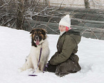 Собаки в Москве: Плюшевый Мишка Кай, 1.5 года Мальчик, Бесплатно - фото 2