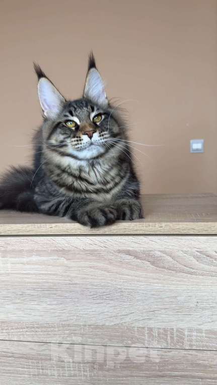 Кошки в Москве: Кот мейн кун n23 Мальчик, 160 000 руб. - фото 3