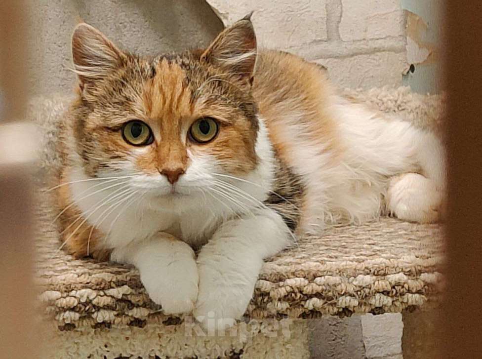 Кошки в Москве: Бусинка ищет любящую семью Девочка, Бесплатно - фото 1