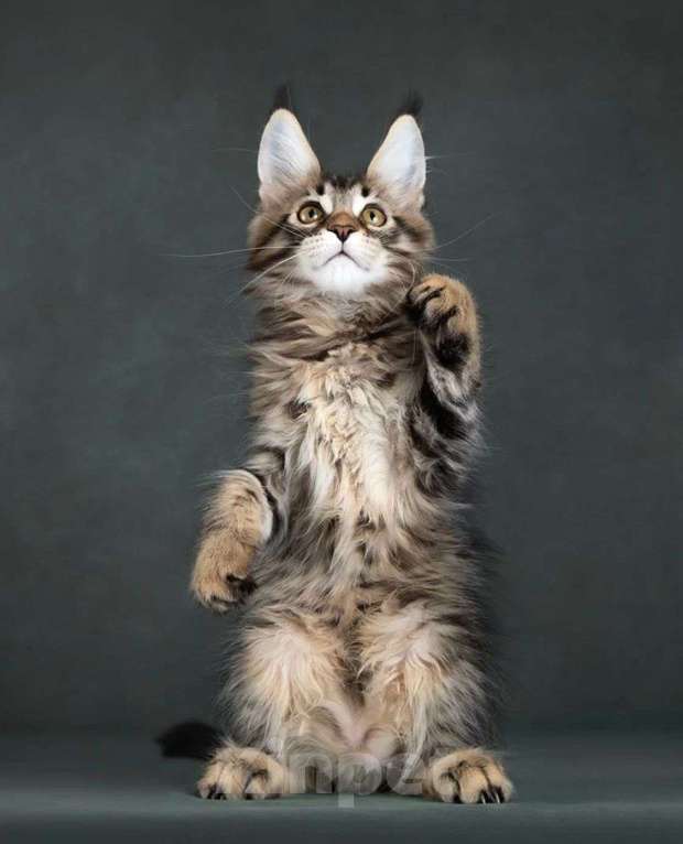 Кошки в Москве: котята мейн кун Девочка, Бесплатно - фото 5