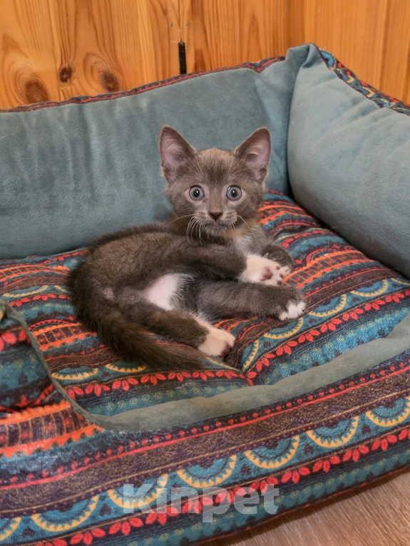 Кошки в Павловском Посаде: Котенок Мальчик, Бесплатно - фото 2