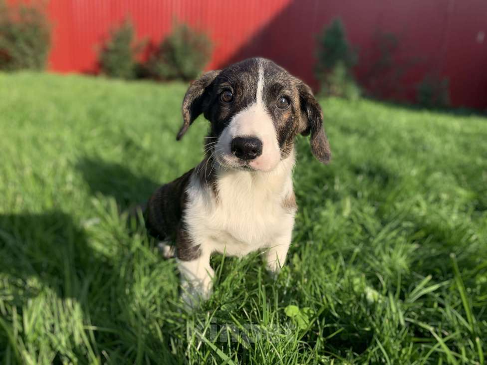 Собаки в Новосибирске: Вельш корги Девочка, 40 000 руб. - фото 2