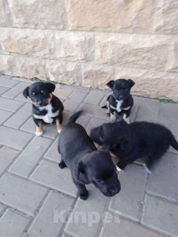 Собаки в других городах Краснодарского края: Отдам щенков в добрые руки Мальчик, Бесплатно - фото 2