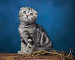Кошки в Барнауле: Котик-фолд Вилли🤎 Мальчик, Бесплатно - фото 6