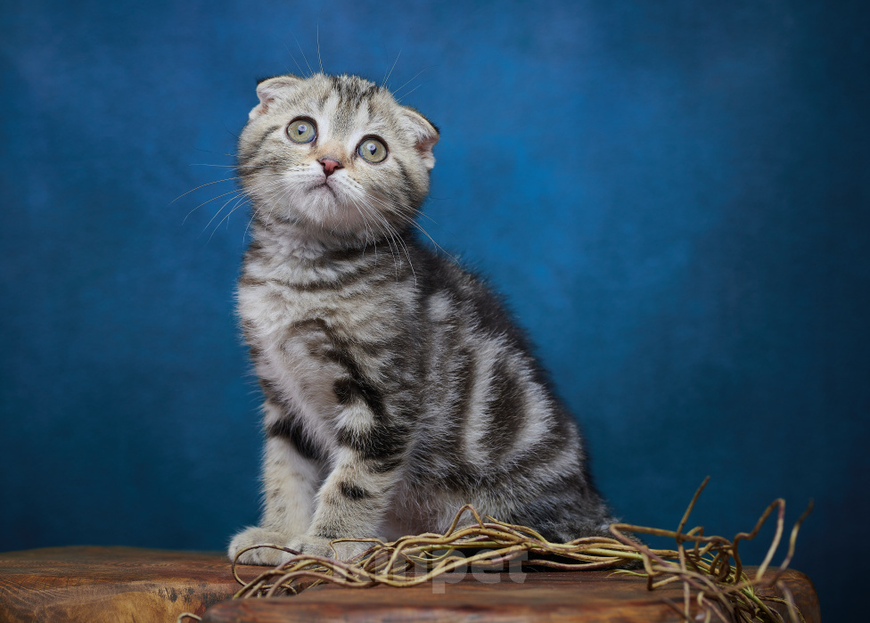 Кошки в Барнауле: Котик-фолд Вилли🤎 Мальчик, Бесплатно - фото 6
