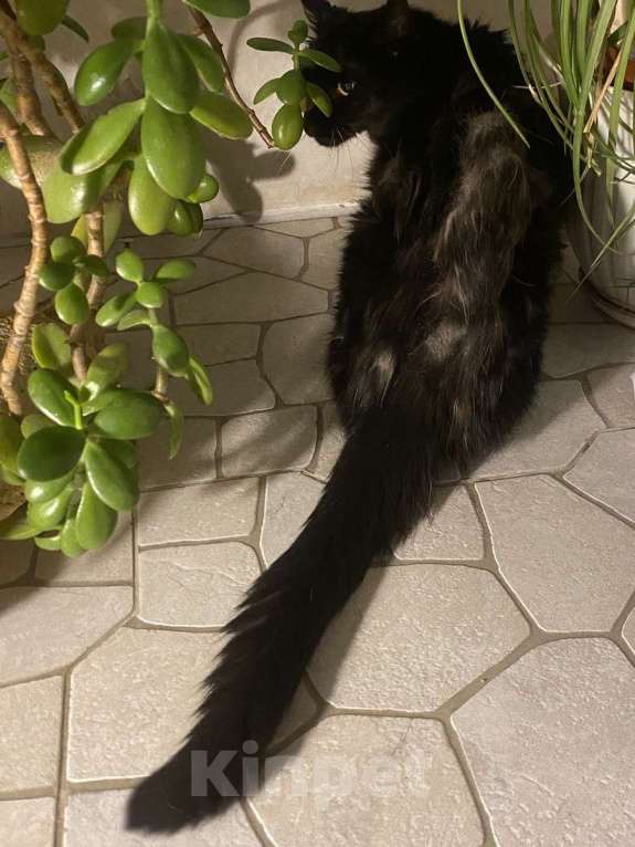 Кошки в Москве: Красавица и умница кошка Багира в добрые руки! Девочка, Бесплатно - фото 3
