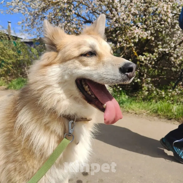 Собаки в Москве: Рик и его беда Мальчик, Бесплатно - фото 2