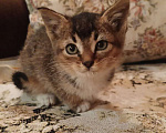 Кошки в Москве: Чудесный котёнок в добрые руки Девочка, Бесплатно - фото 1
