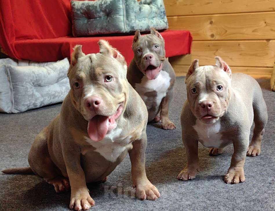 Собаки в Москве: Американский булли. Мини покет. Девочка Девочка, 120 000 руб. - фото 2