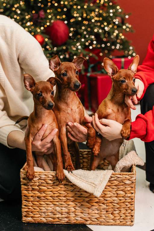 Собаки в Санкт-Петербурге: Щенок цвергпинчера  Девочка, 60 000 руб. - фото 4