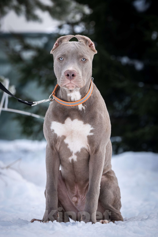 Собаки в Санкт-Петербурге: Изабелловый щенок прайтер Мальчик, 100 000 руб. - фото 3