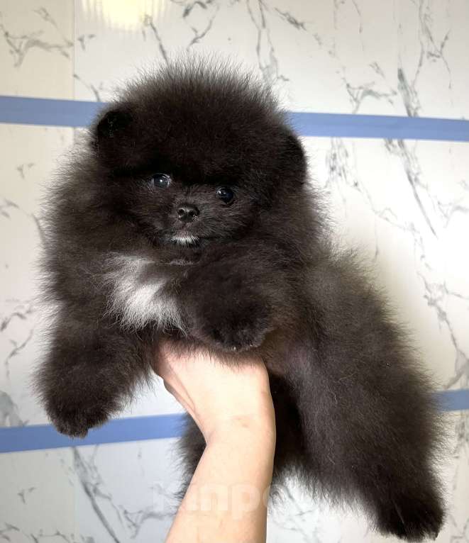 Собаки в Туле: Померанский шпиц мишка Мальчик, 30 000 руб. - фото 1