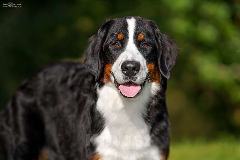 Собаки в Волоколамске: Бернский Зенненхунд, Макдалена. Девочка, Бесплатно - фото 3