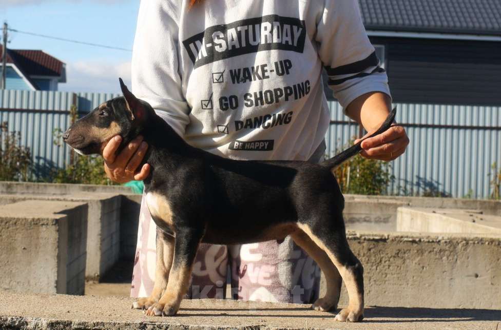 Собаки в Всеволожске: ММ МАКИАТА МЕЛАНЖ Мальчик, Бесплатно - фото 5