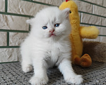 Кошки в Новосибирске: Кремовый невский маскарадный котик Мальчик, Бесплатно - фото 1