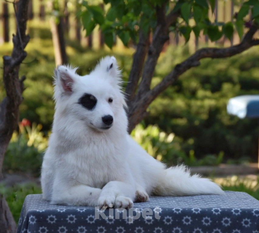 Собаки в Москве: Ненецкая оленегонная лайка, сука Хотару. Девочка, 50 000 руб. - фото 5