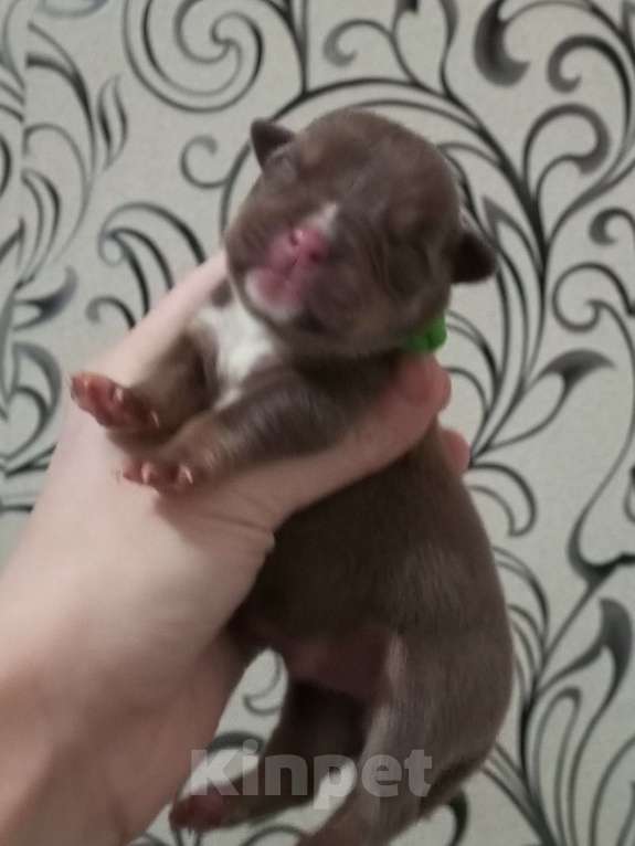 Собаки в Санкт-Петербурге: американский булли Девочка, Бесплатно - фото 2