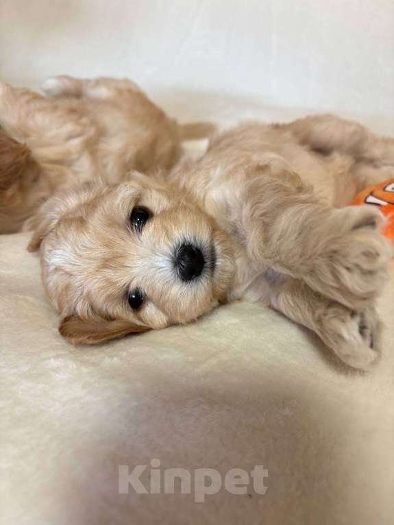 Собаки в Москве: Очаровательная девочка мальтипу f1 Девочка, 60 000 руб. - фото 5