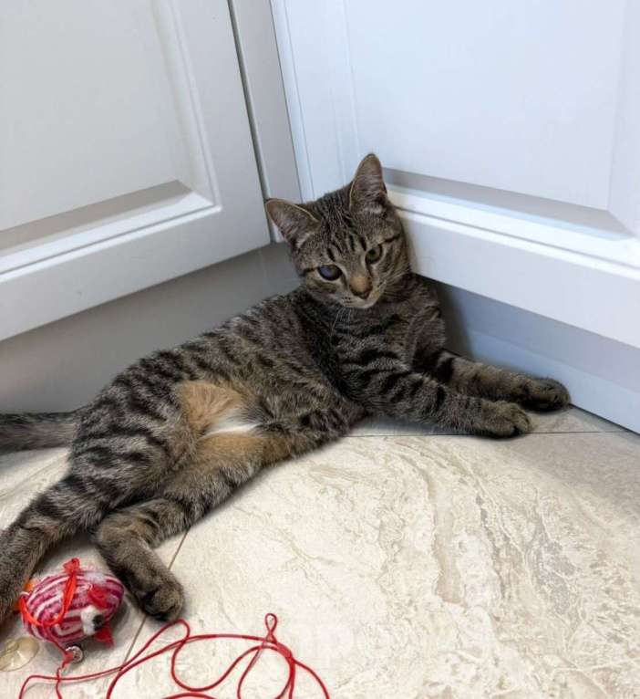 Кошки в Москве: Серый котенок малыш Гномик ищет дом Мальчик, 1 руб. - фото 2