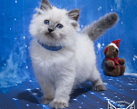 Кошки в Москве: Невский маскарадный котенок Мальчик, 50 000 руб. - фото 1