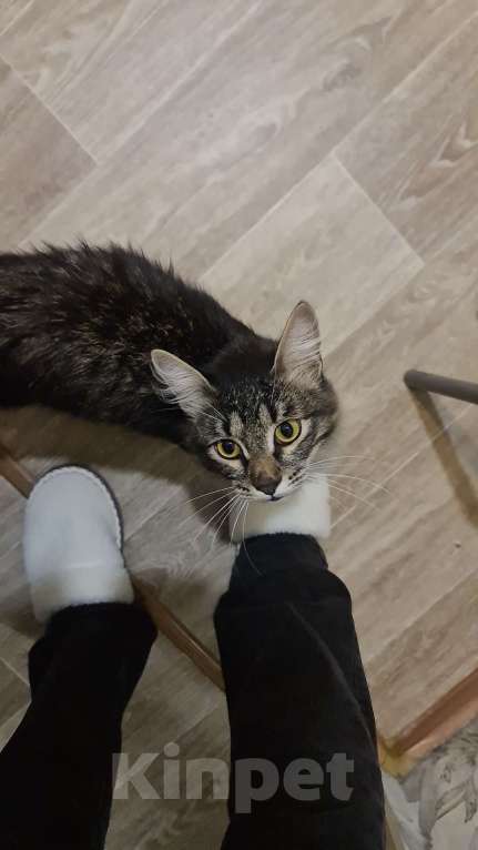 Кошки в Самаре: Найден кот Мальчик, Бесплатно - фото 5