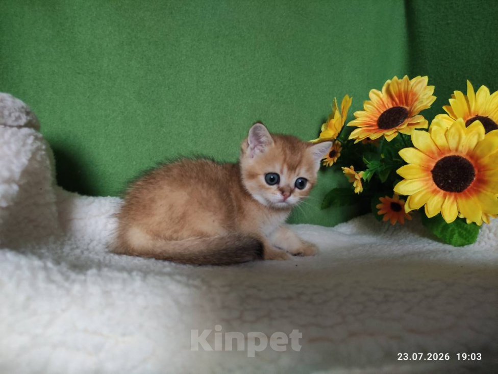 Кошки в Москве: Котик Kuzya скоттиш страйт в золотом окрасе ny11 Мальчик, Бесплатно - фото 2
