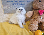 Кошки в Москве: Девочка Рэгдолл Девочка, 95 000 руб. - фото 6