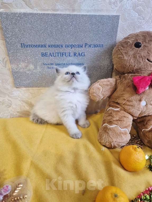 Кошки в Москве: Девочка Рэгдолл Девочка, 95 000 руб. - фото 6