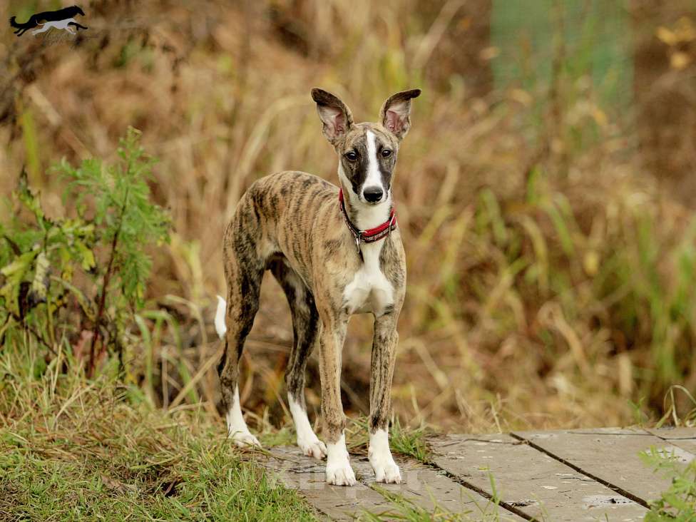 Собаки в Москве: Тигровый уиппет  Мальчик, 130 000 руб. - фото 3