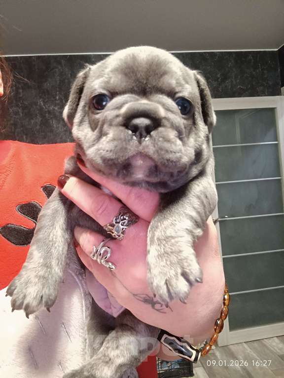 Собаки в Москве: Французские булочки девочки Девочка, 75 000 руб. - фото 2