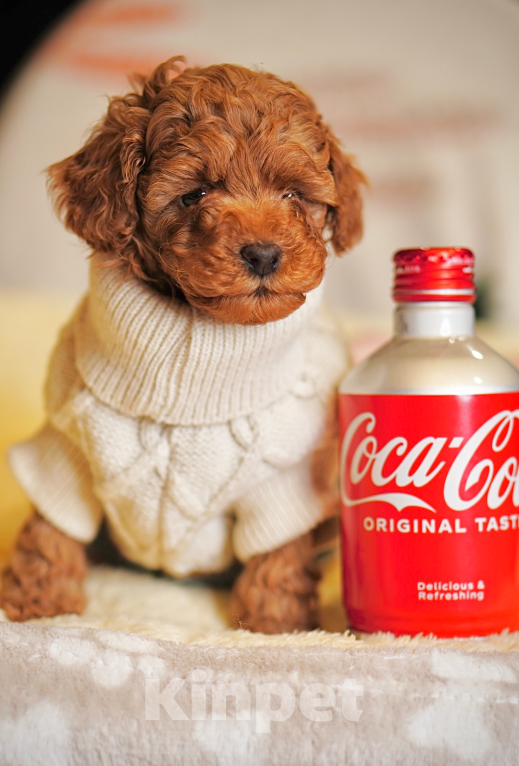 Собаки в Санкт-Петербурге: Щенки пуделя той/миниатюр  Девочка, Бесплатно - фото 7