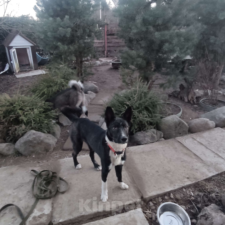 Собаки в Санкт-Петербурге: В добрые руки Мальчик, Бесплатно - фото 1